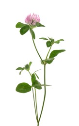 Photo of Beautiful blooming clover plant isolated on white