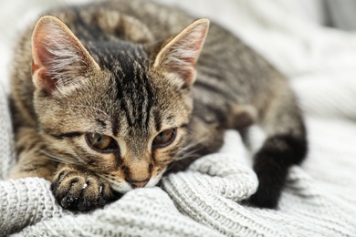 Photo of Grey tabby cat on knitted blanket. Adorable pet