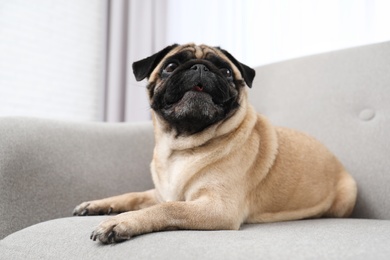 Photo of Happy cute pug dog on sofa indoors