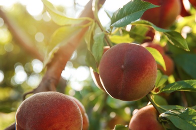 Photo of Ripe peaches on tree branch in garden, closeup