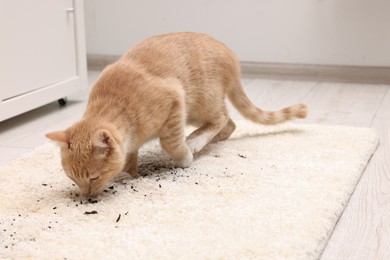Photo of Cute ginger cat on carpet with scattered soil indoors