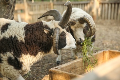 Photo of Beautiful Manx Loaghtan sheep in yard. Farm animal