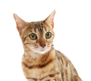 Photo of Cute Bengal cat on white background. Adorable pet