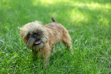 Photo of Cute fluffy dog on green grass in park. Space for text