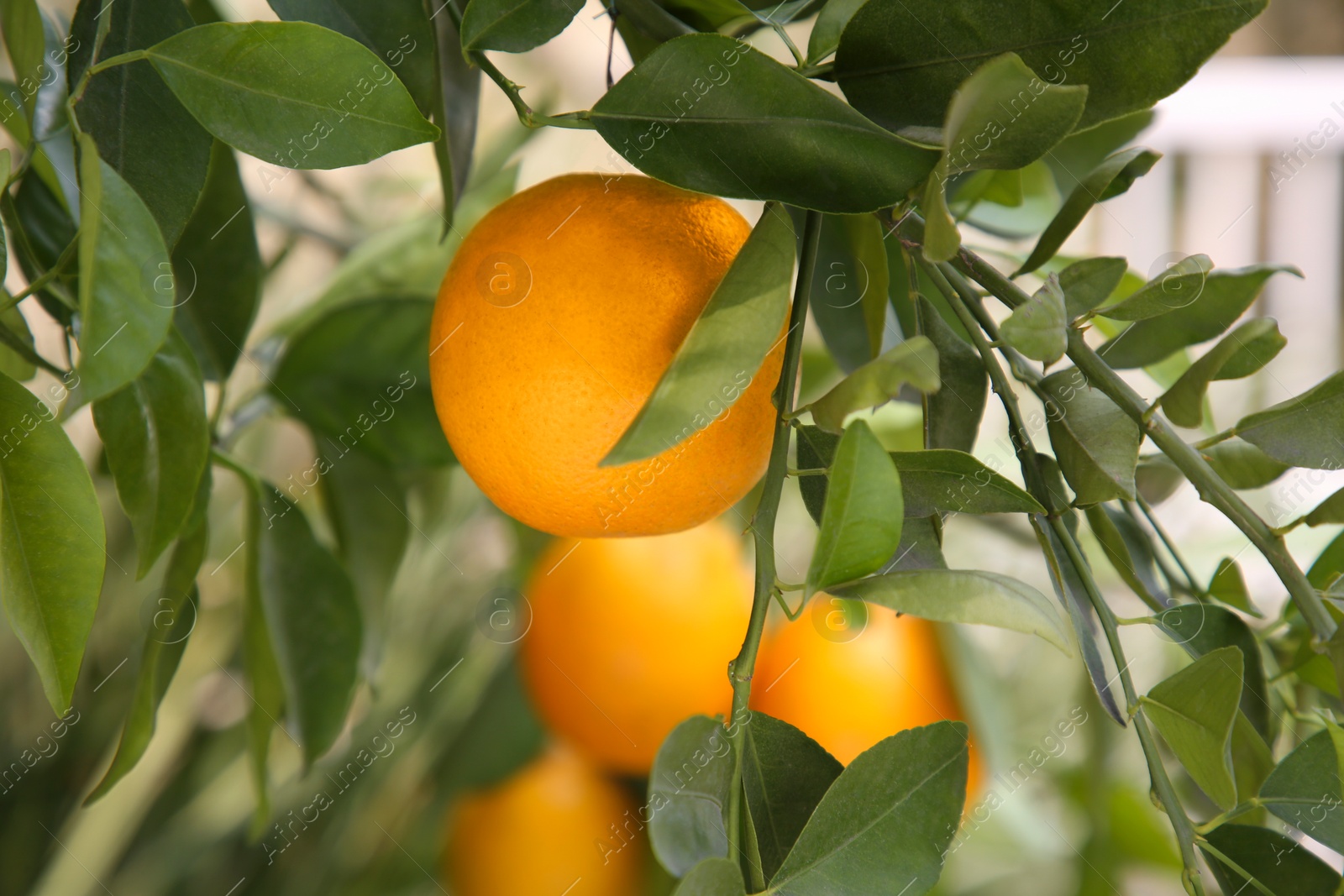 Photo of Fresh ripe orange growing on tree outdoors, closeup