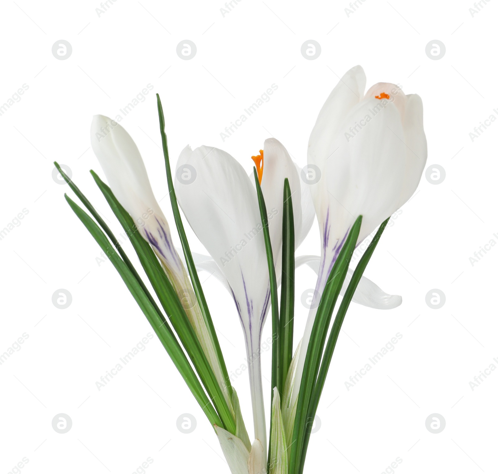 Photo of Beautiful crocus flowers isolated on white. Spring season