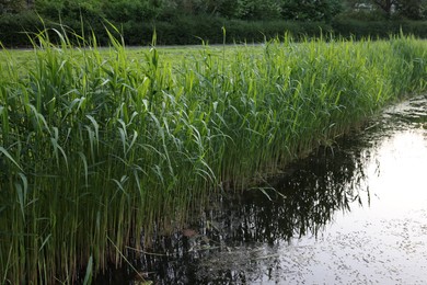 Photo of View of pond with green reeds outdoors