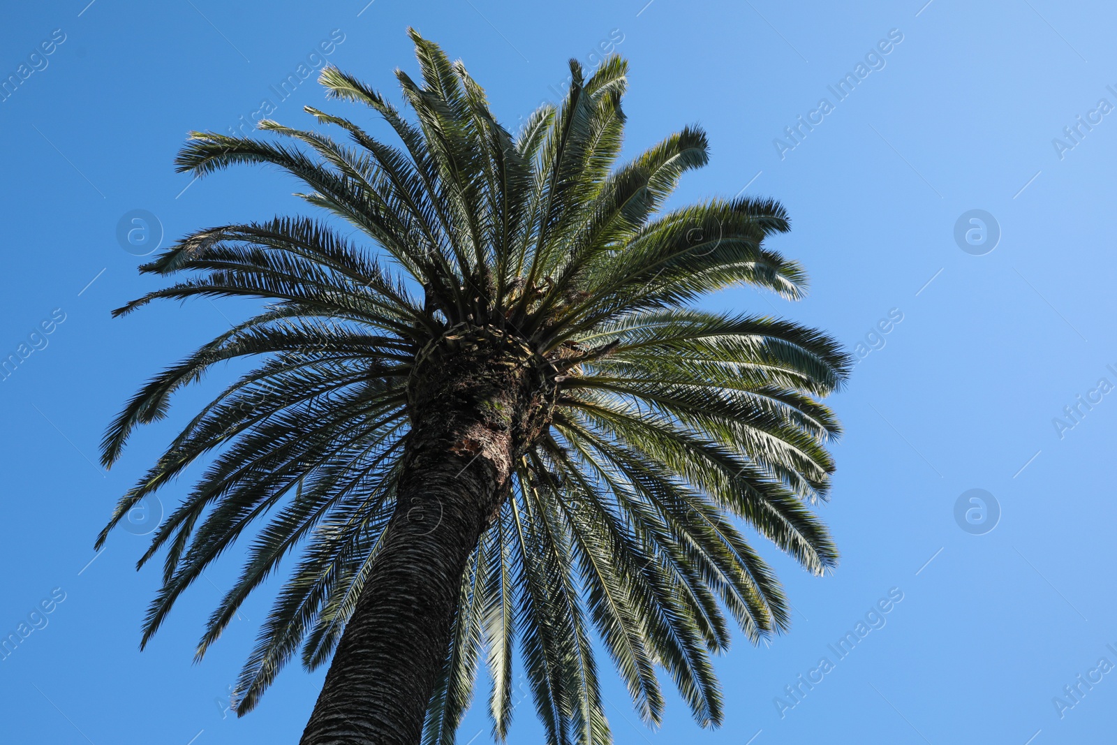 Photo of Beautiful palm tree with green leaves against blue sky, low angle view