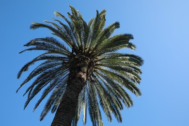 Photo of Beautiful palm tree with green leaves against blue sky, low angle view