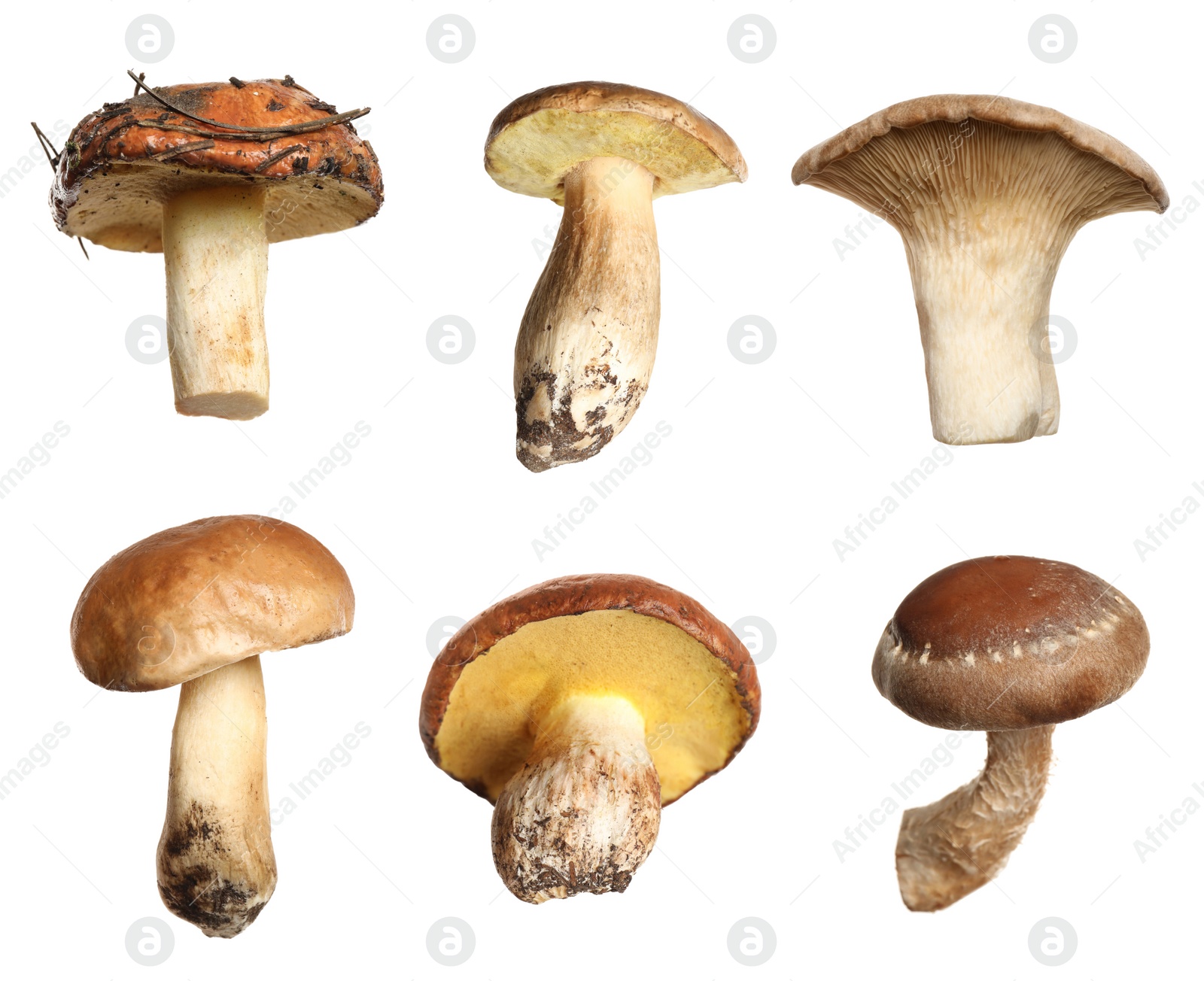 Image of Set of different fresh mushrooms on white background