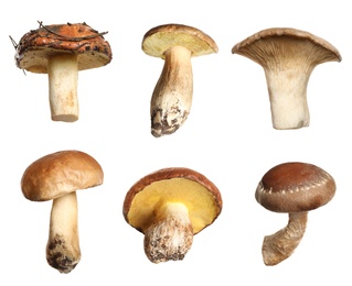 Set of different fresh mushrooms on white background