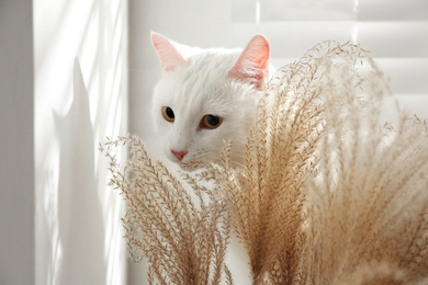 Photo of Adorable khao manee cat near spikelets at home. Fluffy pet
