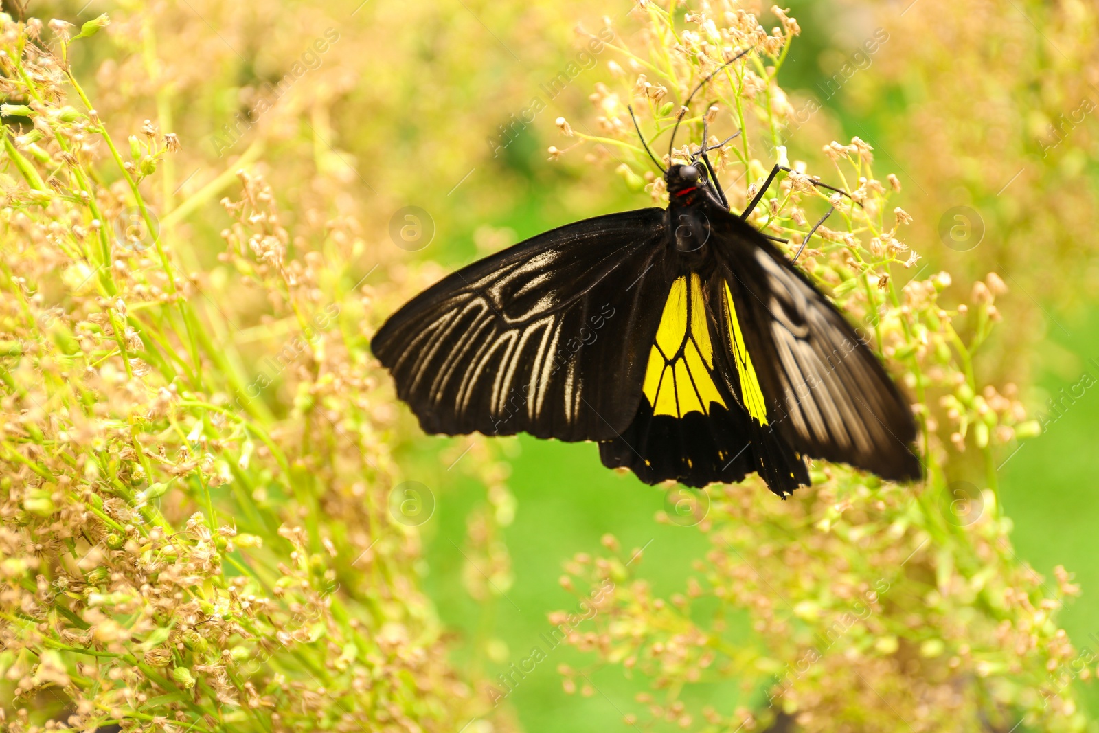 Photo of Beautiful common Birdwing butterfly on plant outdoors