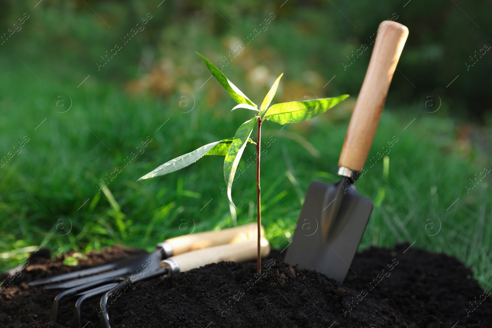 Photo of Seedling growing in fresh soil and gardening tools outdoors. Planting tree