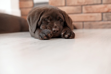 Photo of Chocolate Labrador Retriever puppy sleeping on floor indoors