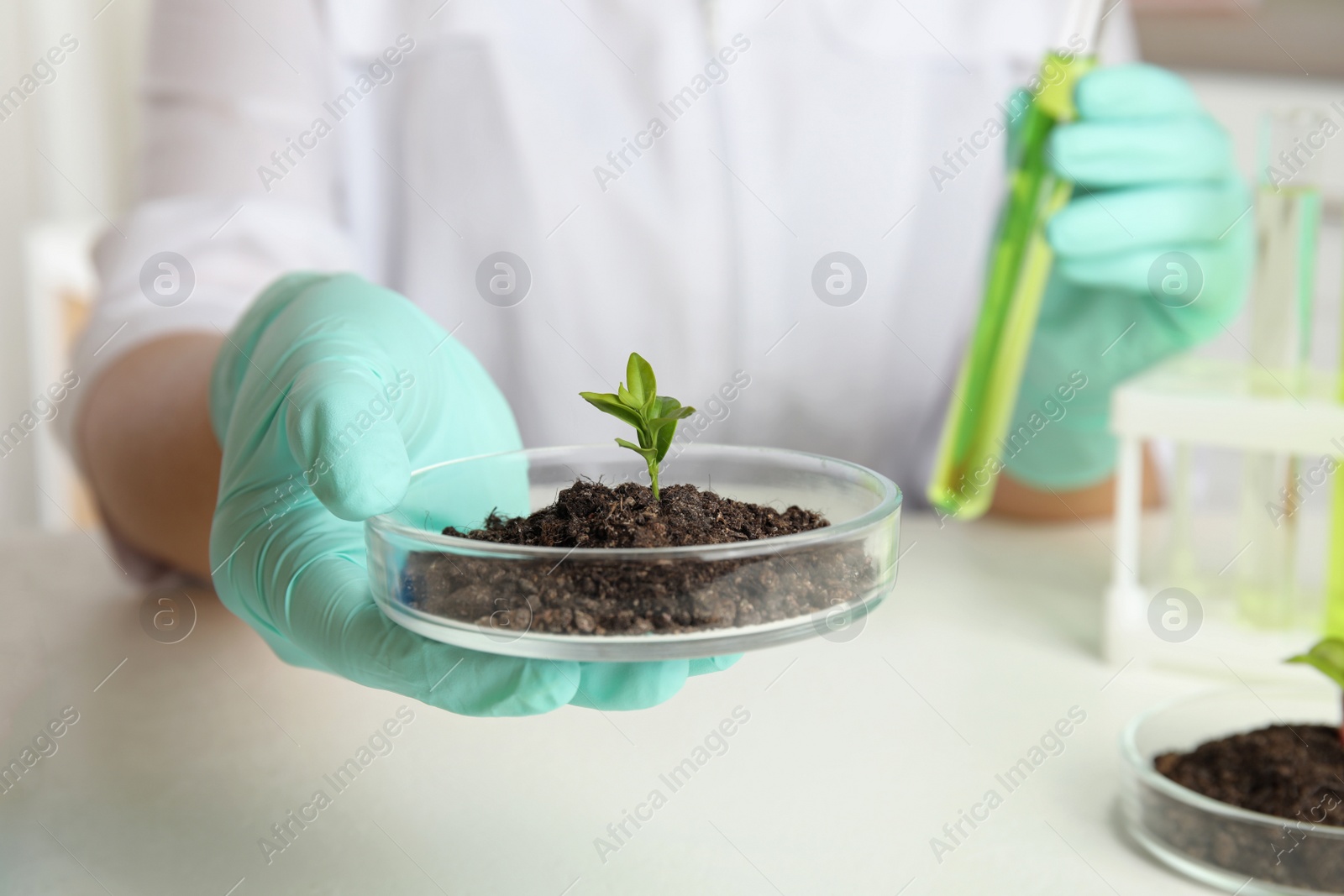 Photo of Scientist holding Petri dish with soil and sprouted plant over white table, closeup. Biological chemistry