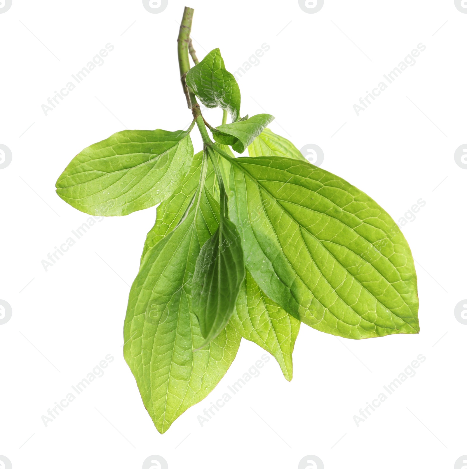 Photo of Branch with green leaves on white background