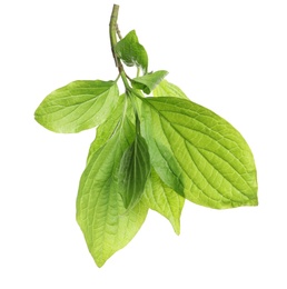 Branch with green leaves on white background