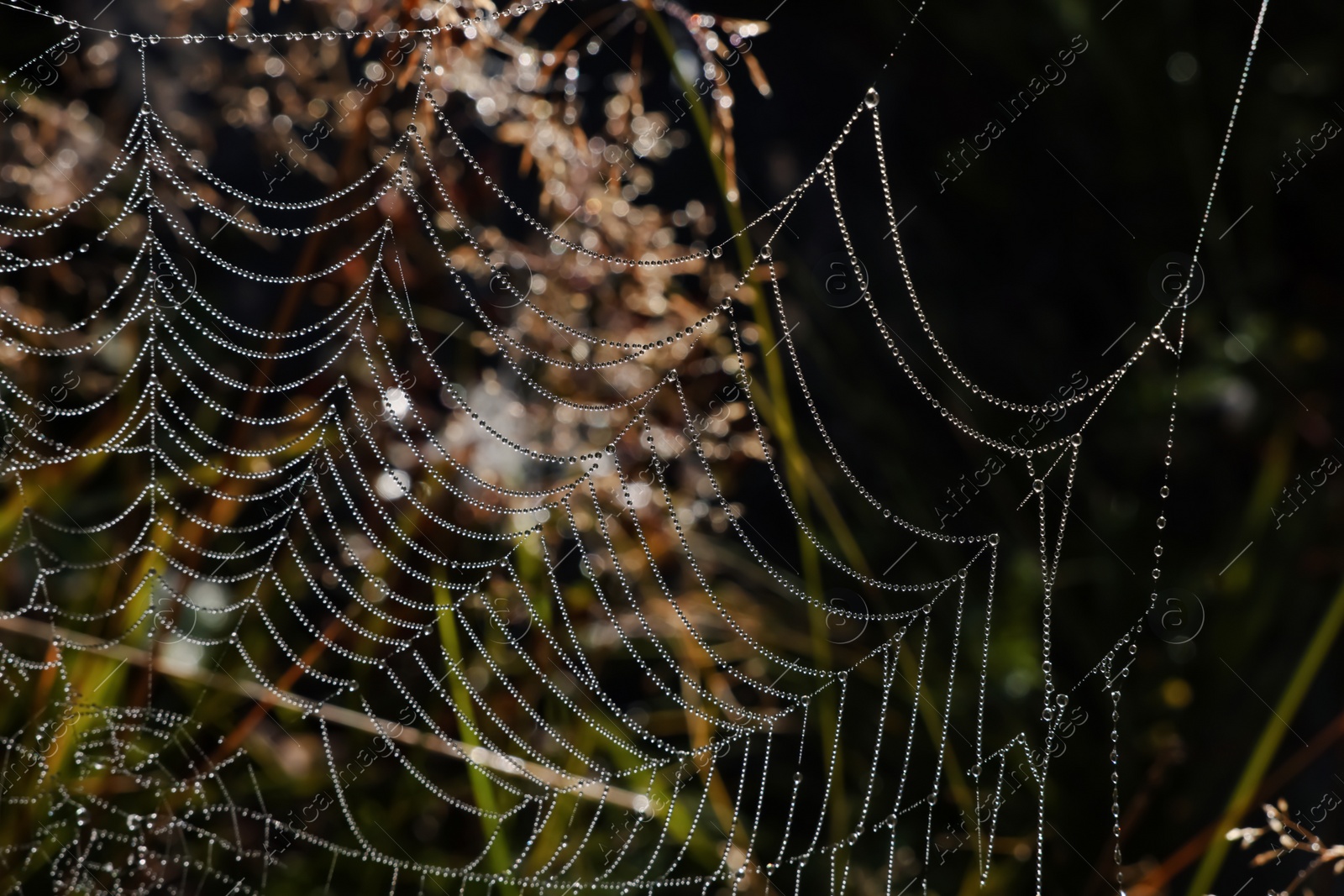 Photo of Beautiful cobweb with dew drops on grass in morning, closeup