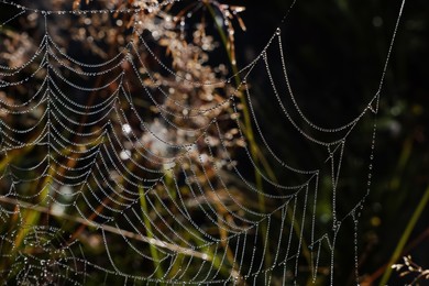 Photo of Beautiful cobweb with dew drops on grass in morning, closeup