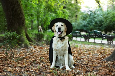 Cute Labrador Retriever dog wearing black cloak and hat in autumn park on Halloween