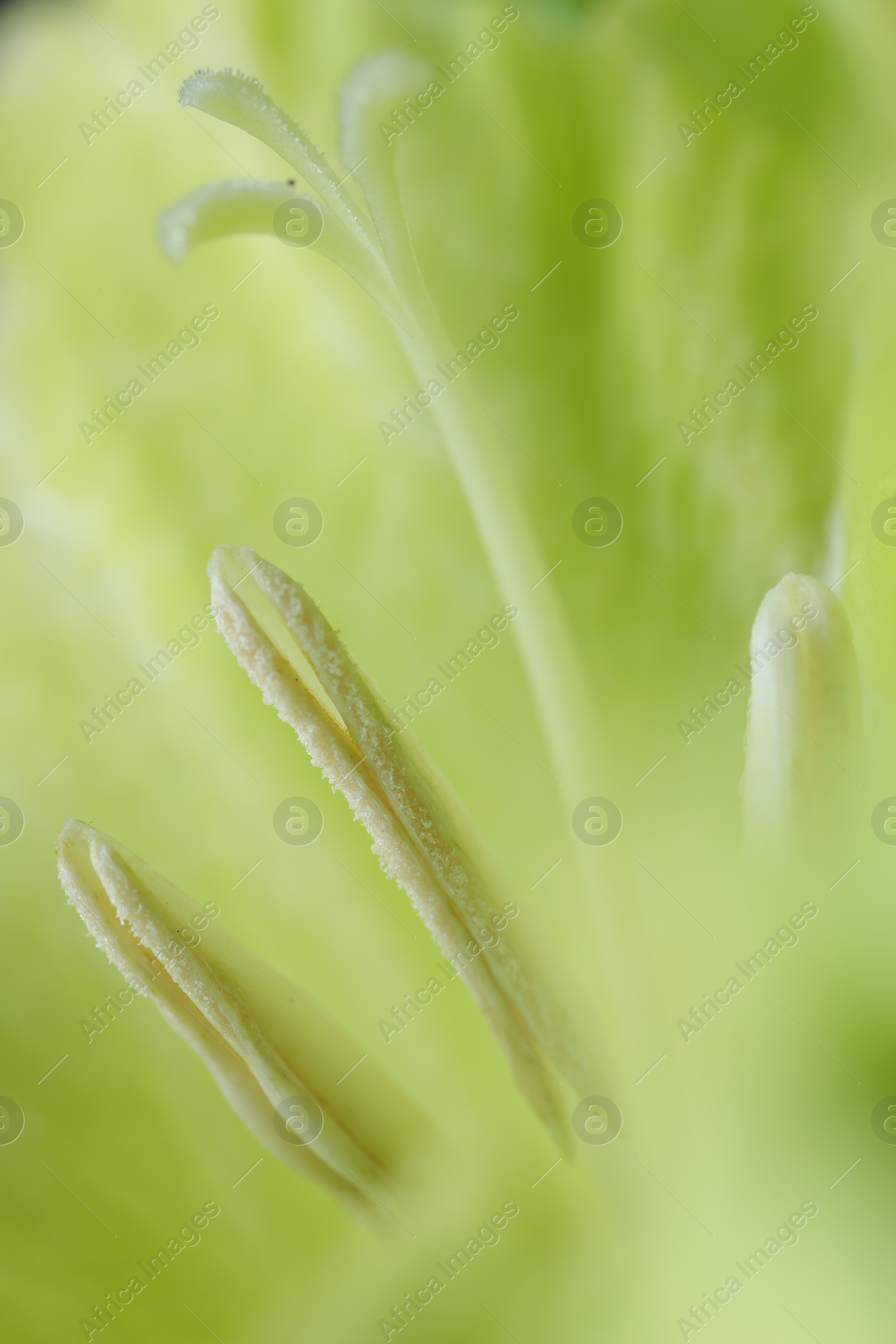 Photo of Beautiful light green Gladiolus flower as background, macro view