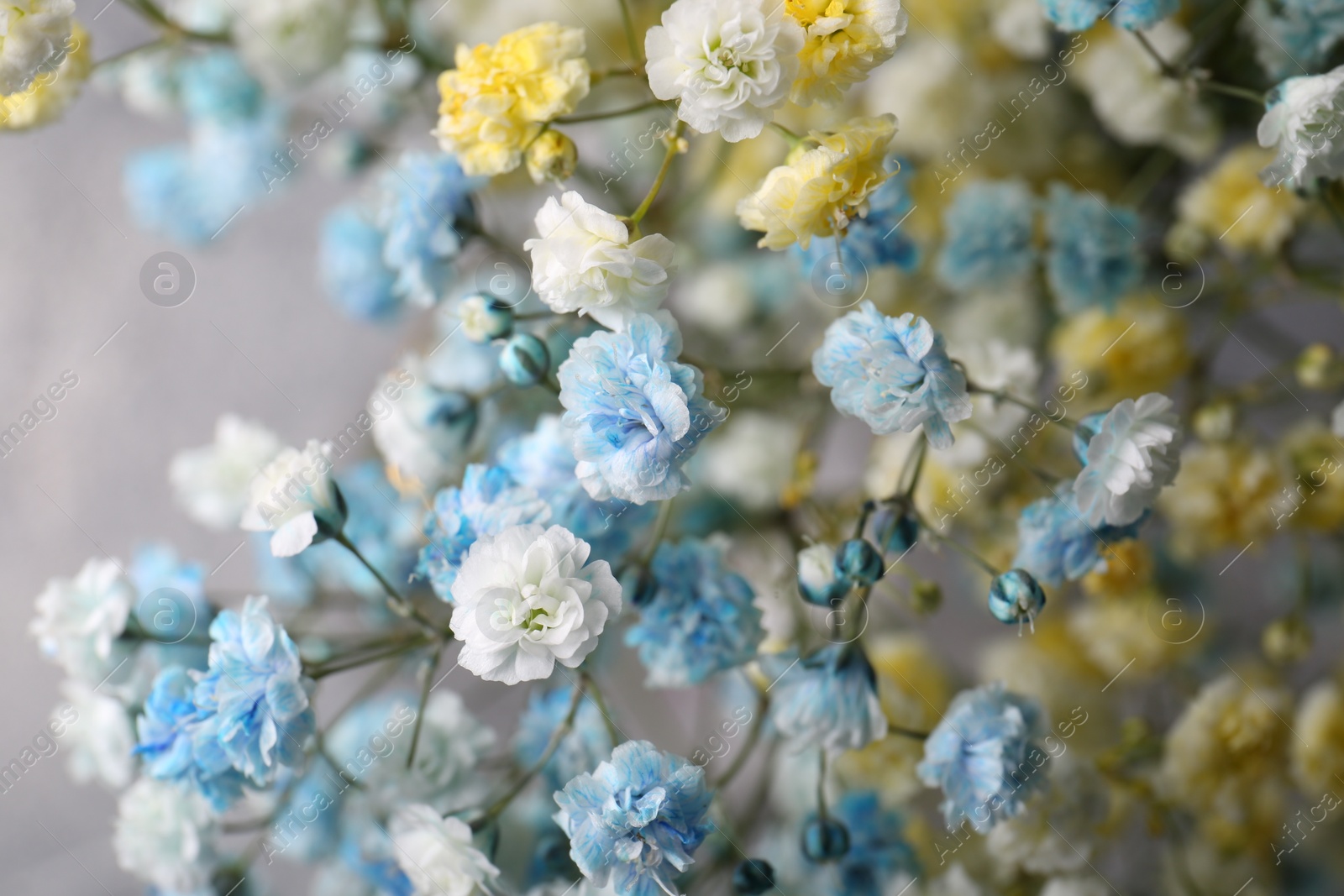 Photo of Many beautiful dyed gypsophila flowers on light grey background, closeup