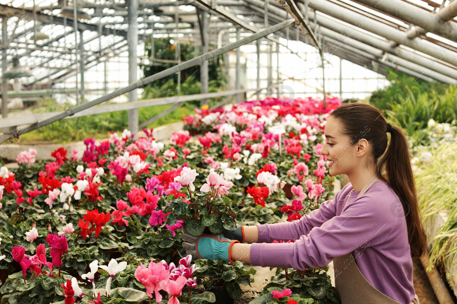 Photo of Young woman taking care of flowers in greenhouse. Home gardening