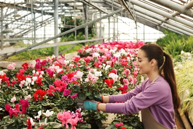 Photo of Young woman taking care of flowers in greenhouse. Home gardening