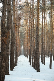 Photo of Beautiful forest covered with snow in winter