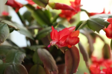 Photo of Beautiful crab cactus with red flowers, closeup