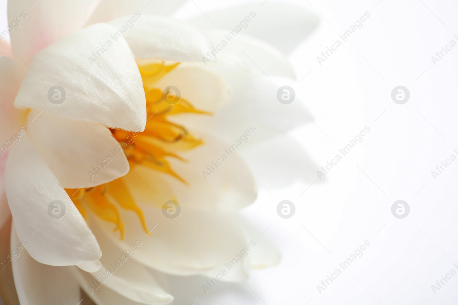 Photo of Beautiful blooming lotus flower on white background, closeup