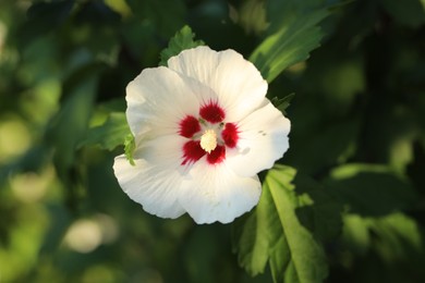 Beautiful white hibiscus flower growing outdoors, closeup