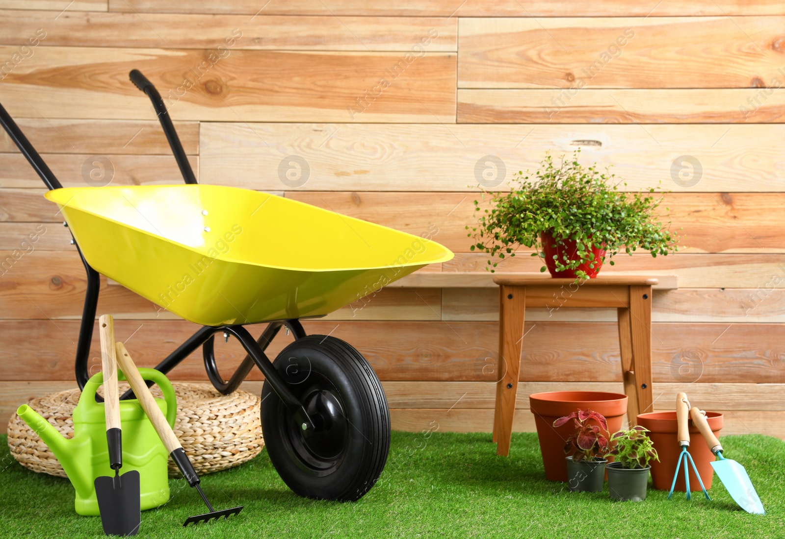 Photo of Wheelbarrow with gardening tools and plants near wooden wall