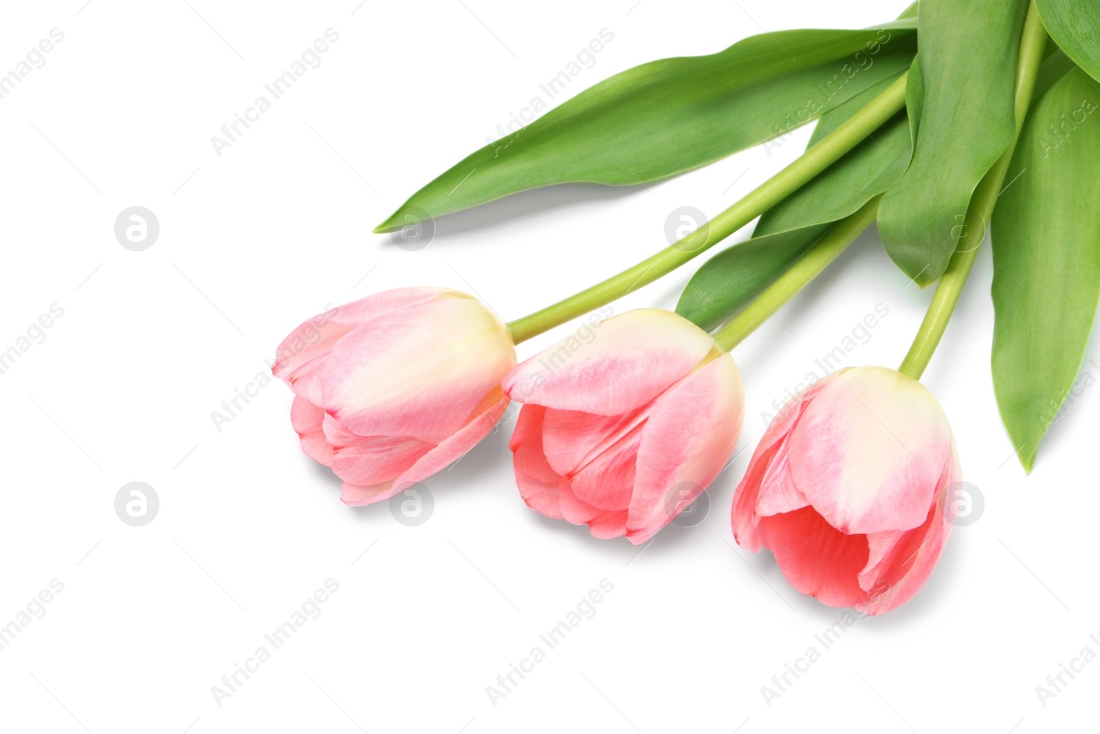 Photo of Beautiful pink tulip flowers isolated on white, top view