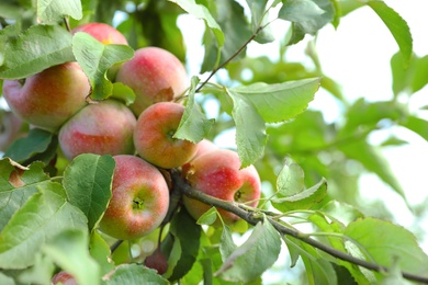 Photo of Tree branch with ripe apples outdoors on sunny day