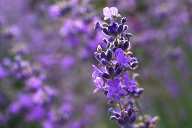 Beautiful lavender flowers growing in field, closeup. Space for text