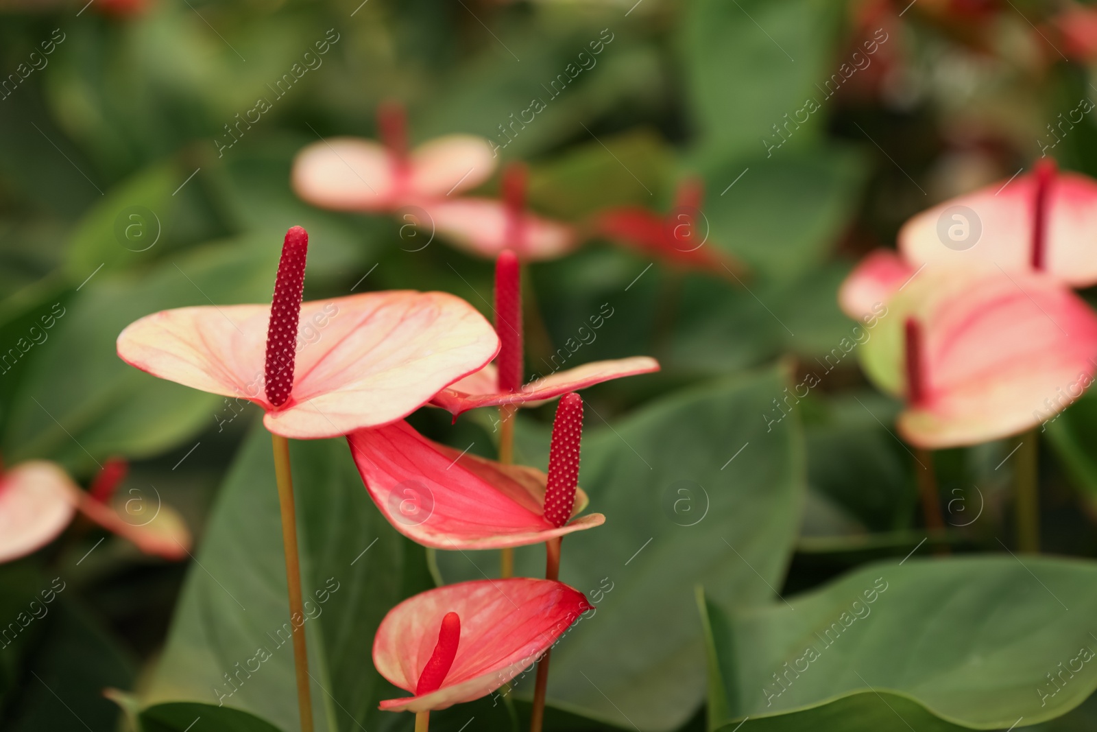 Photo of Beautiful blooming red anthurium plants on blurred background, closeup