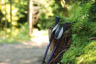 Photo of Trekking poles outdoors, space for text. Hiking accessory