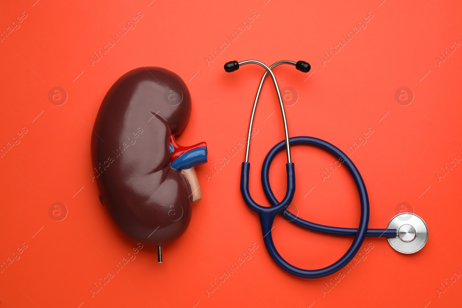 Photo of Kidney model and stethoscope on orange background, flat lay