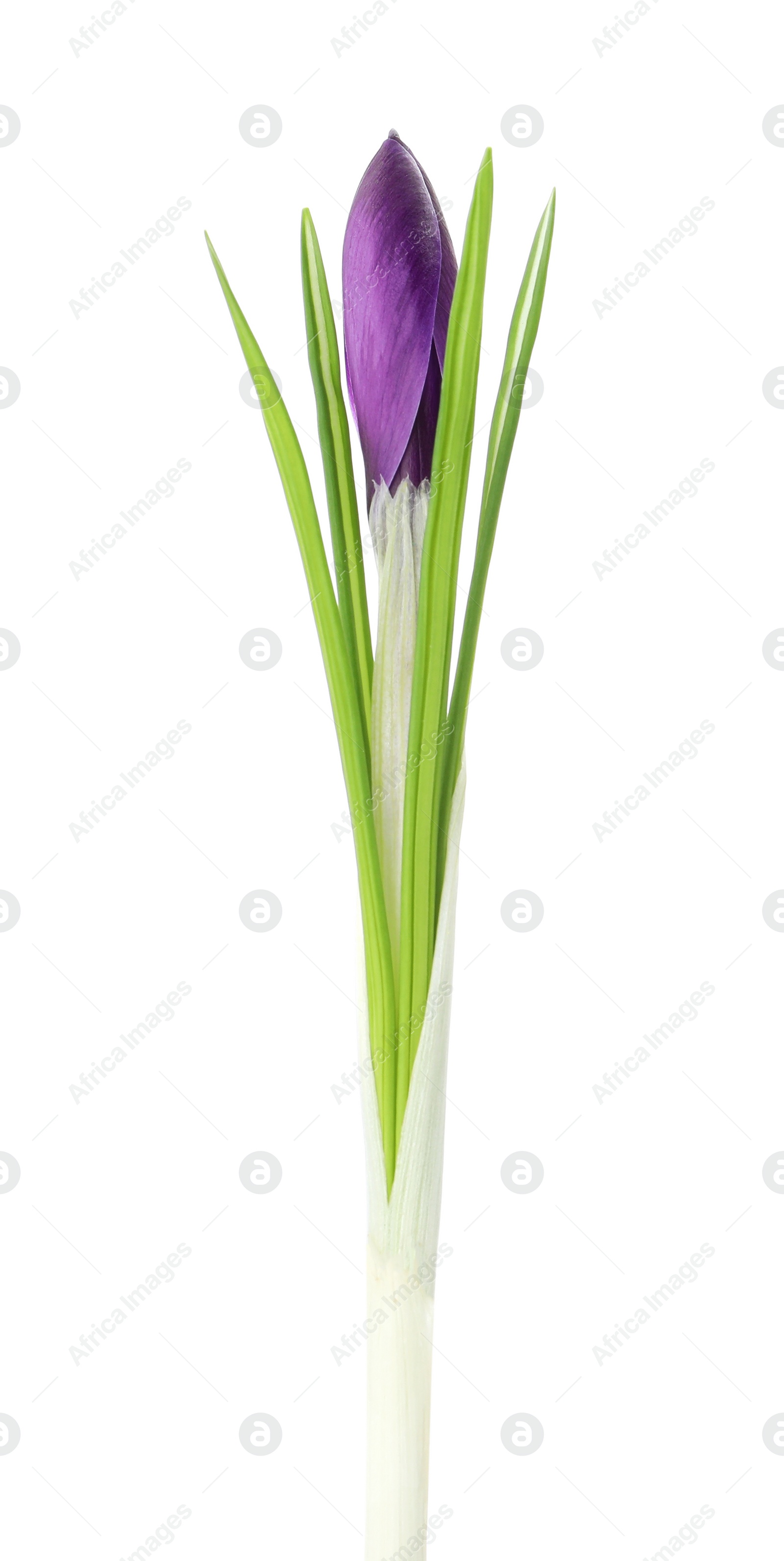 Photo of Beautiful purple crocus flower isolated on white. Spring season