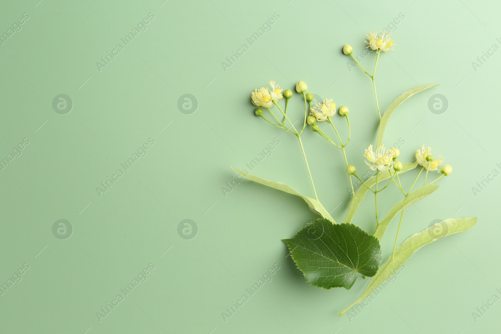 Photo of Beautiful linden blossoms and leaves on green background, top view. Space for text