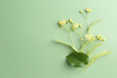 Beautiful linden blossoms and leaves on green background, top view. Space for text