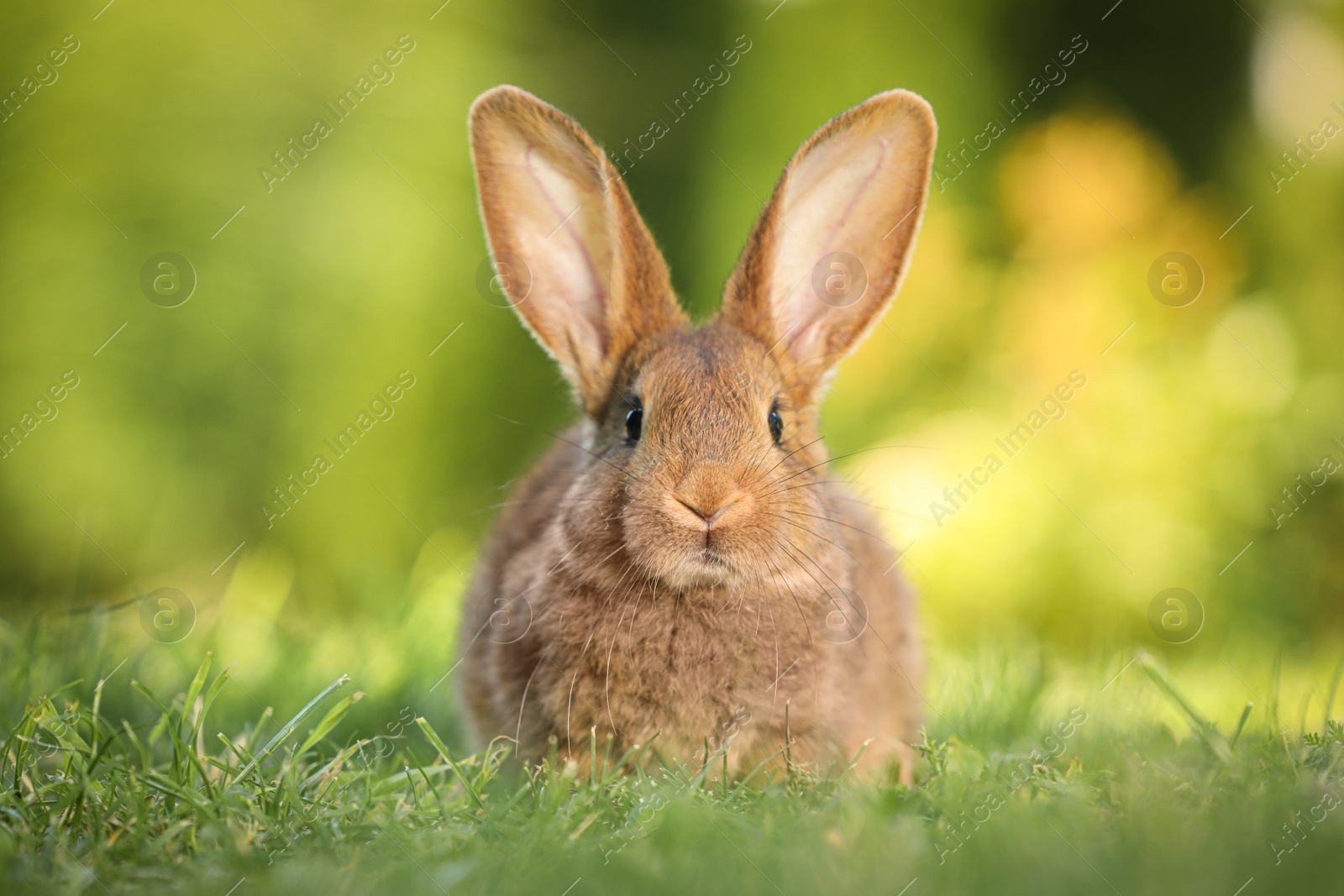 Photo of Cute fluffy rabbit on green grass outdoors