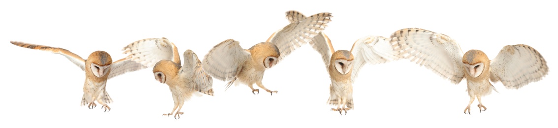 Image of Collage with photos of beautiful barn owl on white background. Banner design 