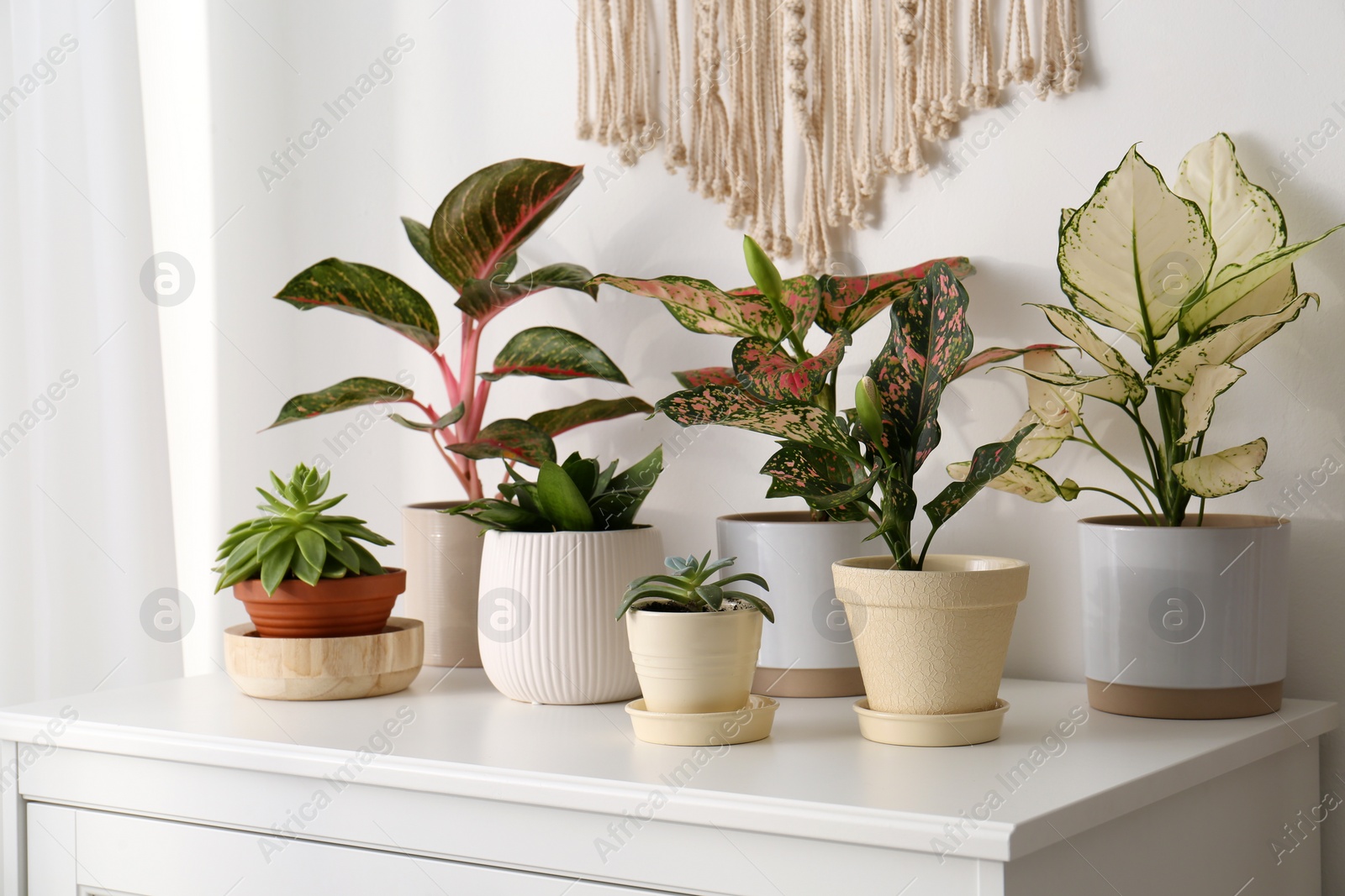 Photo of Exotic houseplants with beautiful leaves on chest of drawers at home