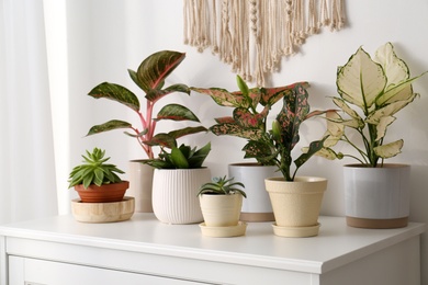 Photo of Exotic houseplants with beautiful leaves on chest of drawers at home