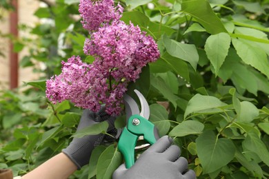 Photo of Gardener pruning lilac branch with secateurs outdoors, closeup