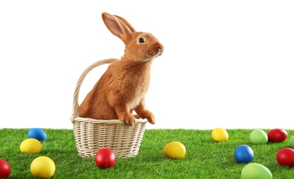 Photo of Cute bunny and Easter eggs on green grass against white background, space for text