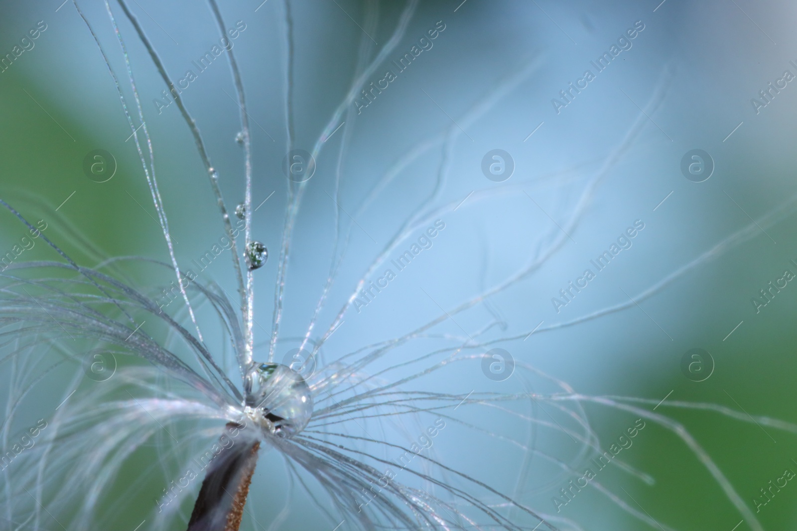 Photo of Seeds of dandelion flower with water drops on blurred background, macro photo